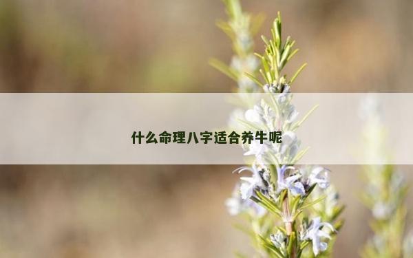 什么命理八字适合养牛呢