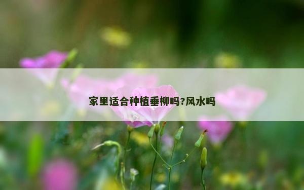 家里适合种植垂柳吗?风水吗