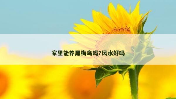 家里能养黑梅鸟吗?风水好吗