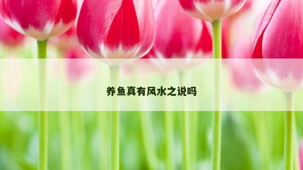 养鱼真有风水之说吗