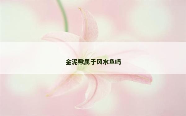 金泥鳅属于风水鱼吗