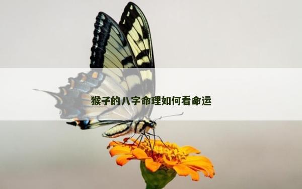 猴子的八字命理如何看命运
