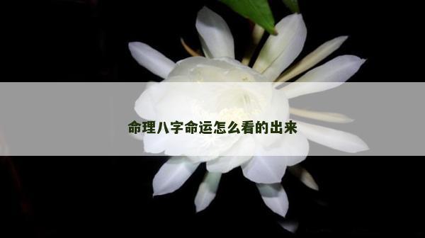 命理八字命运怎么看的出来