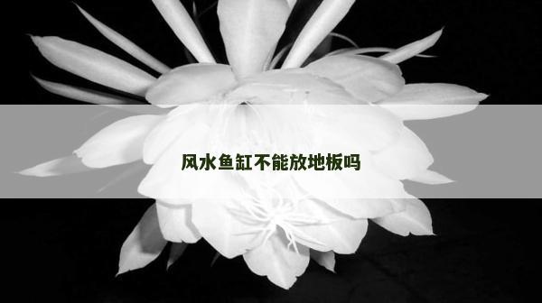 风水鱼缸不能放地板吗
