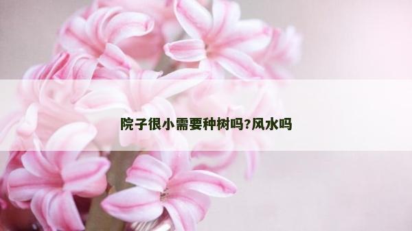院子很小需要种树吗?风水吗