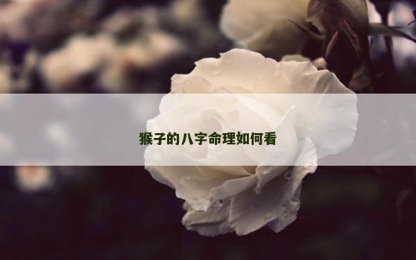 猴子的八字命理如何看