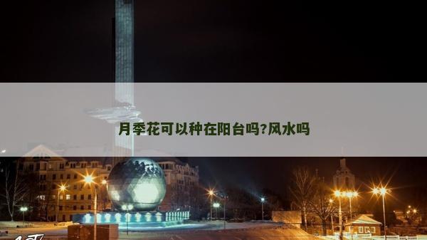 月季花可以种在阳台吗?风水吗