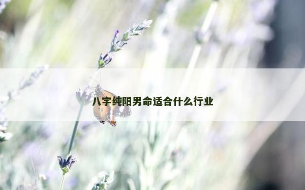 八字纯阳男命适合什么行业