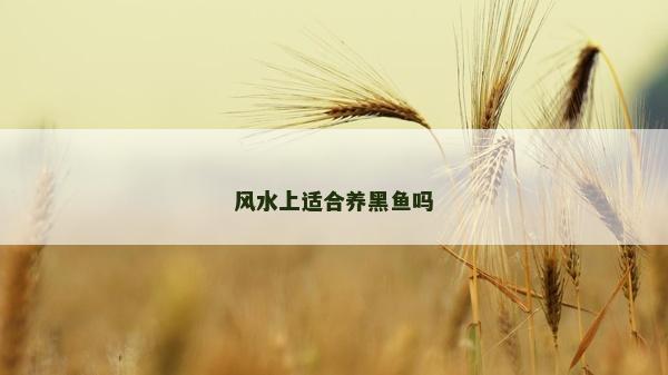 风水上适合养黑鱼吗