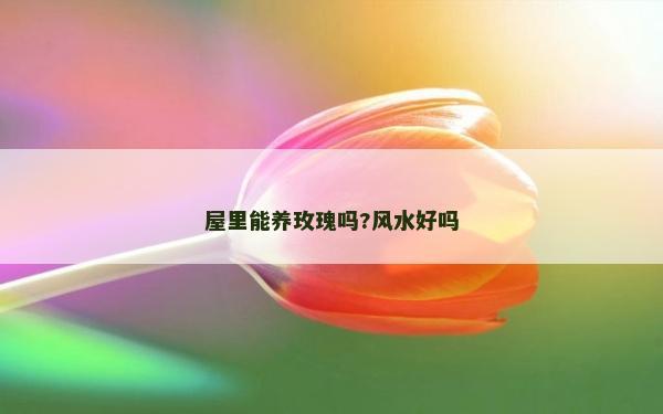 屋里能养玫瑰吗?风水好吗