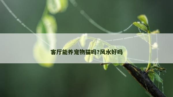 客厅能养宠物猫吗?风水好吗