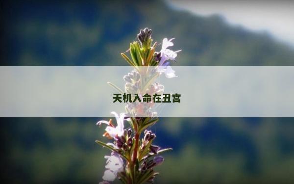 天机入命在丑宫