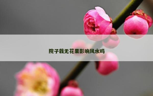 院子栽无花果影响风水吗