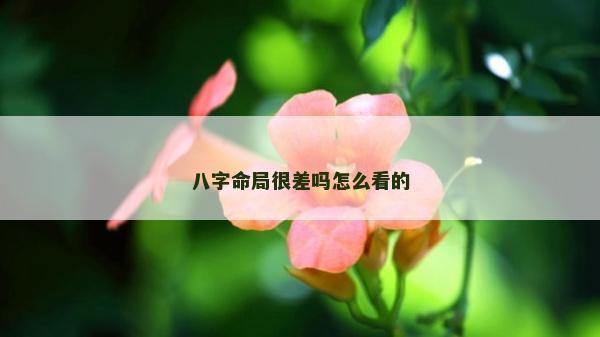 八字命局很差吗怎么看的