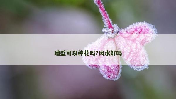 墙壁可以种花吗?风水好吗