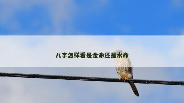 八字怎样看是金命还是水命