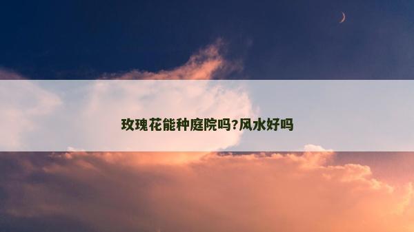 玫瑰花能种庭院吗?风水好吗