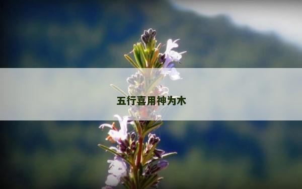 五行喜用神为木