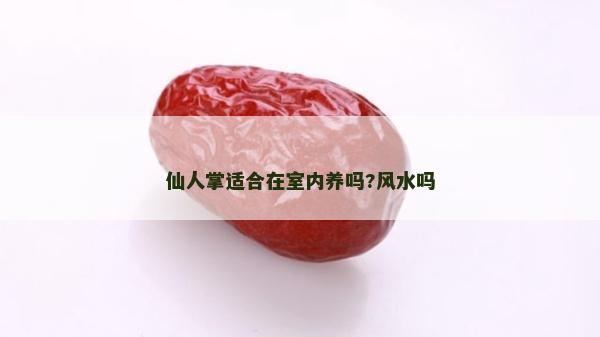 仙人掌适合在室内养吗?风水吗