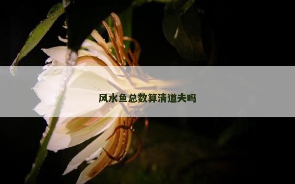 风水鱼总数算清道夫吗