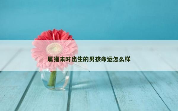 属猪未时出生的男孩命运怎么样