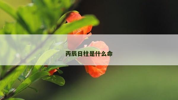 丙辰日柱是什么命
