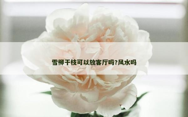 雪柳干枝可以放客厅吗?风水吗