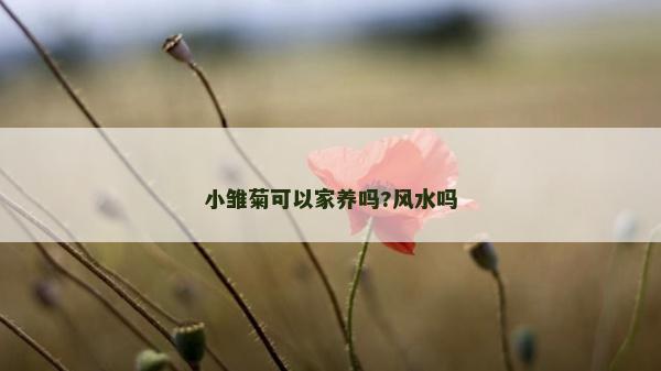 小雏菊可以家养吗?风水吗
