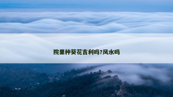 院里种葵花吉利吗?风水吗