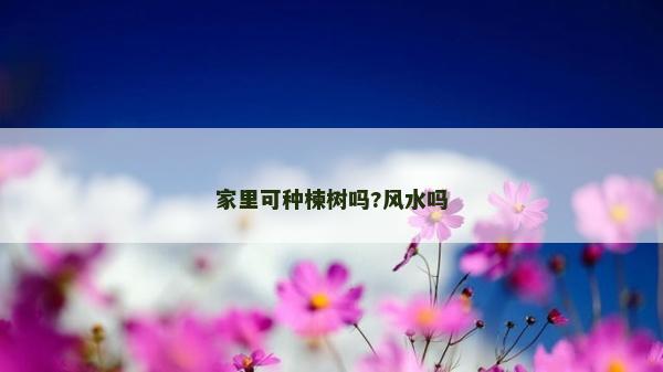 家里可种楝树吗?风水吗