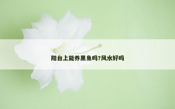 阳台上能养黑鱼吗?风水好吗