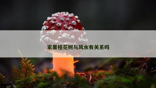 家里桂花树与风水有关系吗