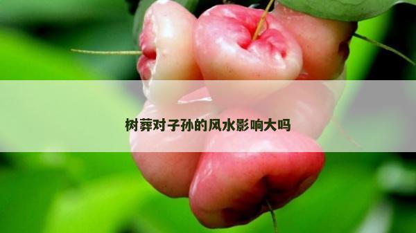 树葬对子孙的风水影响大吗
