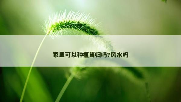 家里可以种植当归吗?风水吗