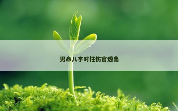 男命八字时柱伤官透出