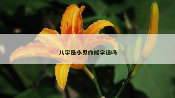 八字是小鬼命能学道吗