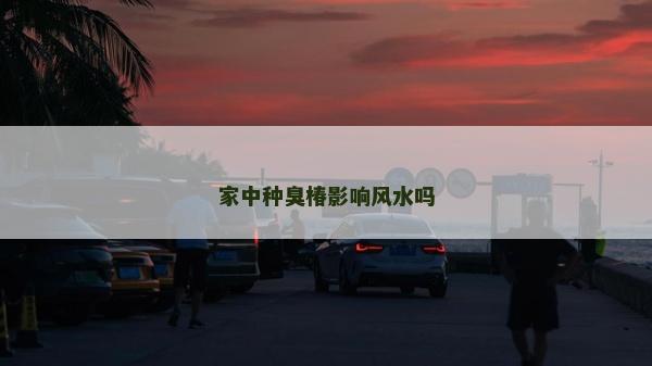 家中种臭椿影响风水吗