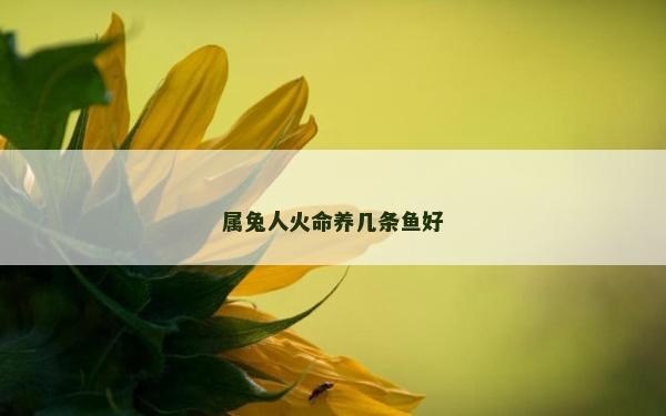 属兔人火命养几条鱼好