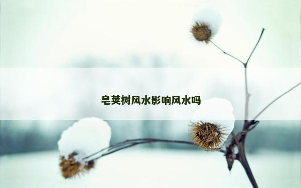 皂荚树风水影响风水吗