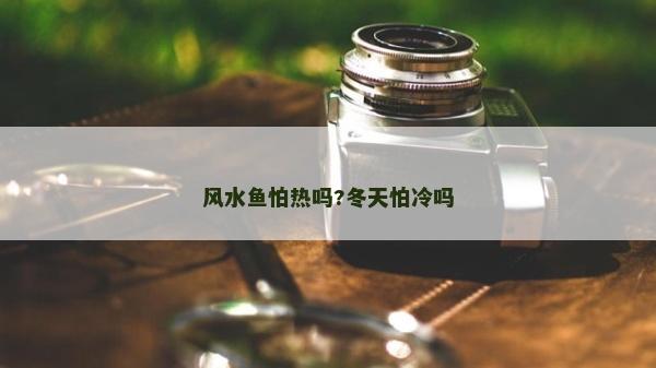 风水鱼怕热吗?冬天怕冷吗