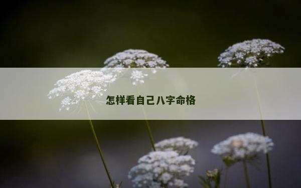 怎样看自己八字命格