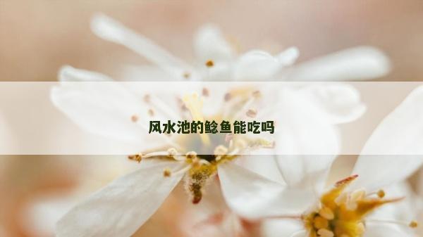 风水池的鲶鱼能吃吗