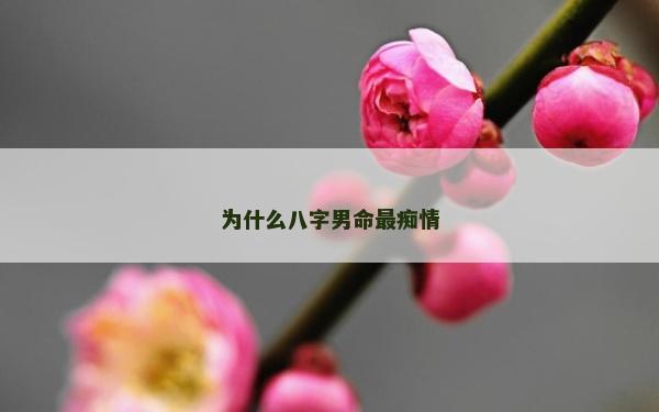 为什么八字男命最痴情