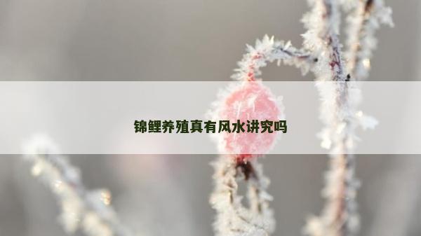 锦鲤养殖真有风水讲究吗