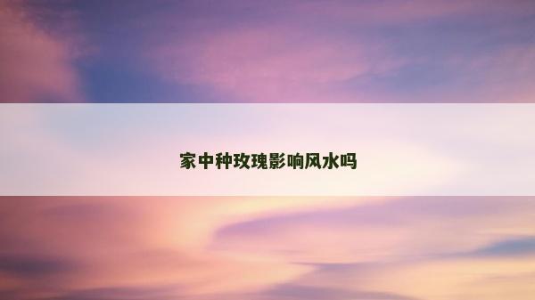 家中种玫瑰影响风水吗