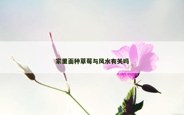 家里面种草莓与风水有关吗