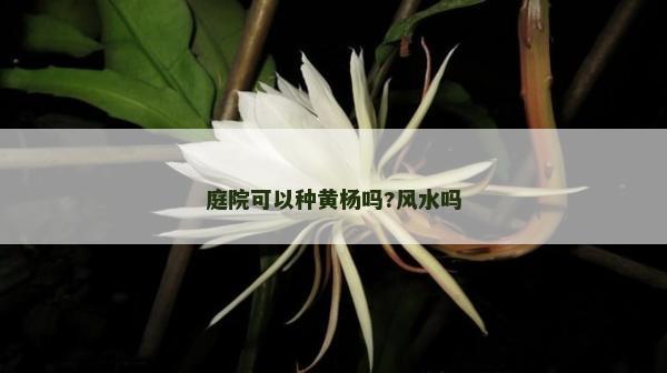 庭院可以种黄杨吗?风水吗