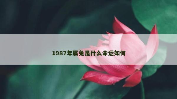 1987年属兔是什么命运如何