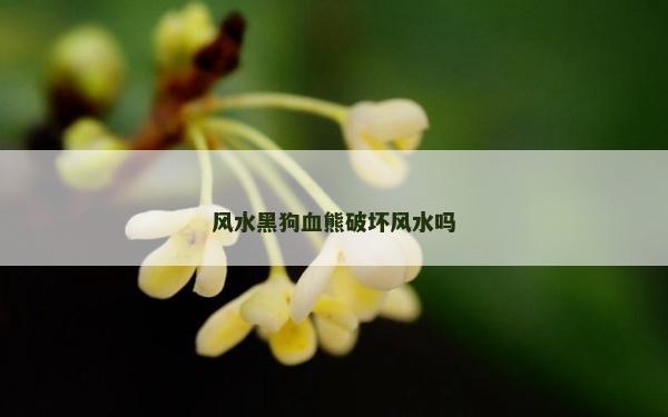 风水黑狗血熊破坏风水吗