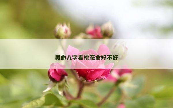 男命八字看桃花命好不好